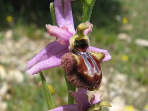 ophrys aveyronensis x sphegodes